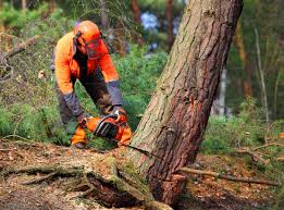 Best Tree Preservation Services  in Valdez, AK