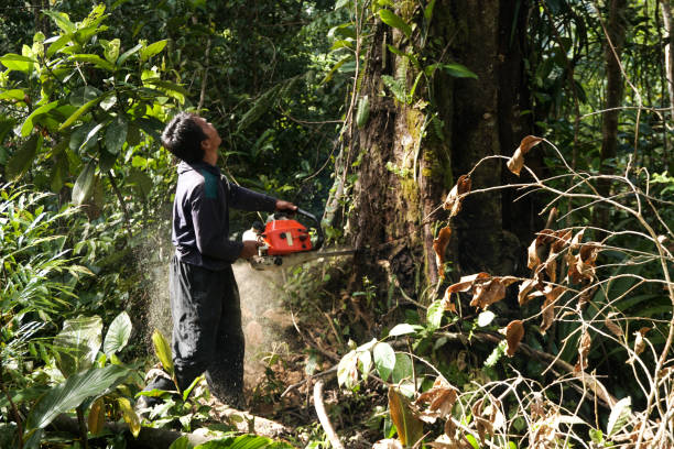 Best Tree Mulching  in Valdez, AK