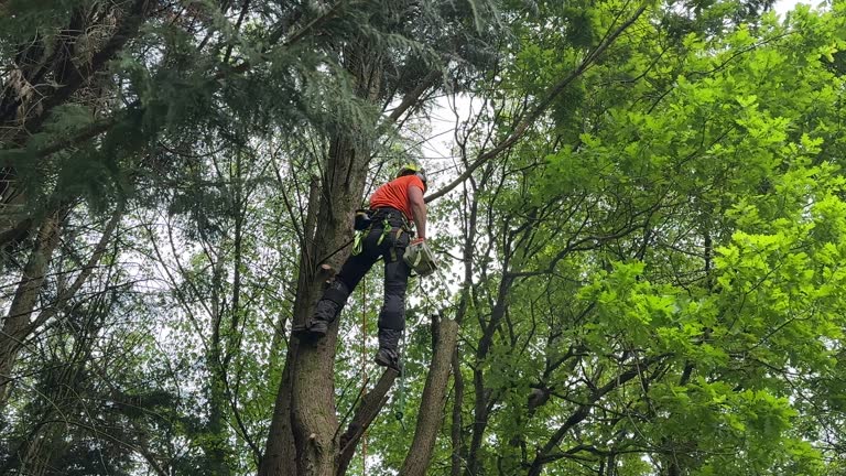  Valdez, AK Tree Services Pros