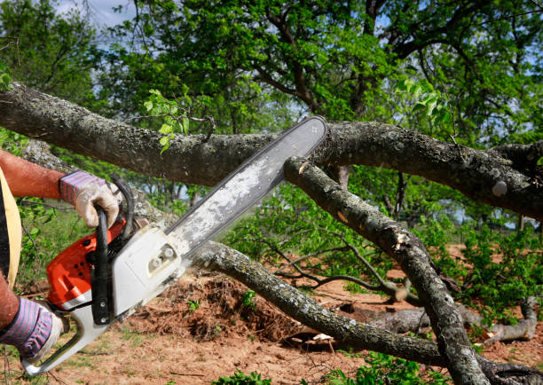 Best Tree and Shrub Care  in Valdez, AK